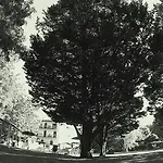 La Francigena